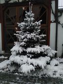 weihnachtsbaum-resp.jpg
